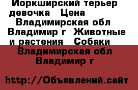 Йоркширский терьер -девочка › Цена ­ 10 000 - Владимирская обл., Владимир г. Животные и растения » Собаки   . Владимирская обл.,Владимир г.